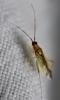 Campyloneura virgula